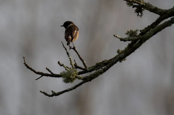 Saxicola Rubicola Cartaxo Comum Männlicher Singvogel Frühling Braga Portugal — Stockfoto