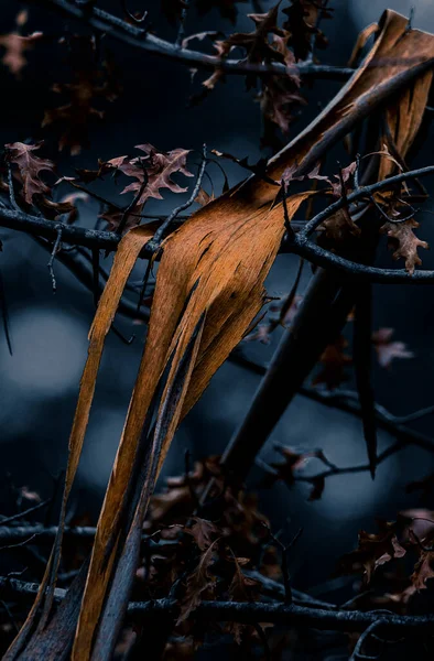 Gros Plan Nuances Eucalyptus Dans Forêt Sombre Braga Portugal — Photo