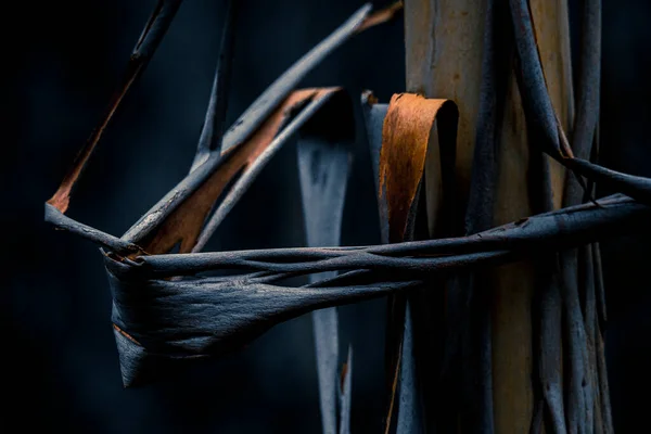 暗い森のユーカリの木からのクローズアップ色合い ブラガ ポルトガル — ストック写真