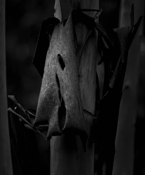 魔術の顔 暗い森のユーカリの木からのクローズアップ色合い ブラガ ポルトガル — ストック写真