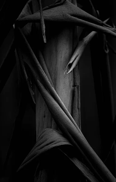 Visage Sorcellerie Gros Plan Sur Eucalyptus Dans Forêt Sombre Braga — Photo