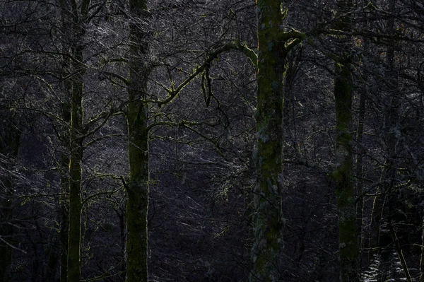 Forêt Froide Contre Lumière Soleil Povoa Lanhoso Portugal — Photo