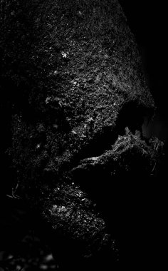 Büyücü yüzü, karanlık ormandaki bir ağacın yakın plan gölgeleri, Povoa de Lanhoso, Portekiz.