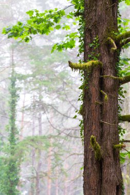 Portekiz 'deki Geres Ulusal Parkı' nda sisli bir sabahta yosun ve sarmaşık yapraklı antik bir meşe ağacının (Quercus Robur) detayları..