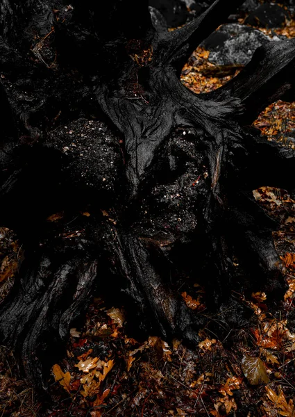 Boszorkányság Arc Közeli Árnyalatok Egy Gyökerétől Sötét Erdőben Geres Nemzeti — Stock Fotó
