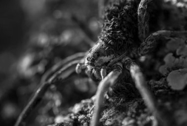 Sırtında bir sürü küçük örümcek yavrusu olan büyük anne örümceğin Macro detayları..