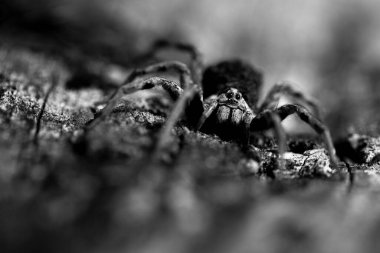 Sırtında bir sürü küçük örümcek yavrusu olan büyük anne örümceğin Macro detayları..