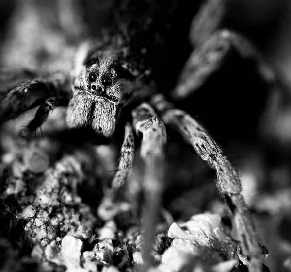 Macro Détails Une Grande Mère Araignée Avec Beaucoup Petites Araignées — Photo