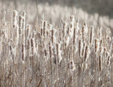 Günbatımında Typha Tohum Arkaplanı.