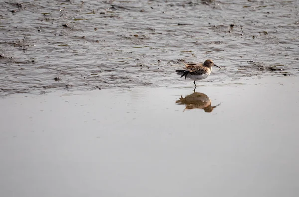 Agosto 2021 Calidris Alpina Também Conhecida Como Pilrito Comum Almoçando — Fotografia de Stock