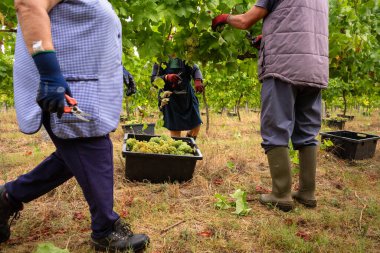 Şarap hasat mevsiminde üzüm toplayan üzüm bağları işçileri, geleneksel tarım ve kırsal tarım alanlarını gözler önüne seriyorlar..