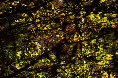 Ağaçların dallarından süzülen yumuşak güneş ışığıyla aydınlatılan yeşil, sarı ve kırmızı yapraklarla dolu canlı sonbahar yaprakları..