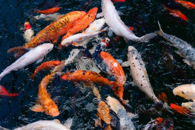 Renkli balık ve yeşil bitkilerle dolu sakin bir koi havuzu huzurlu bir doğa kaçışı yaratıyor..