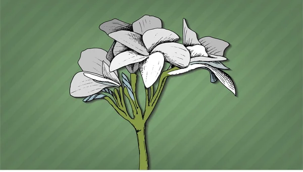 Imagem vetorial flor branca —  Vetores de Stock