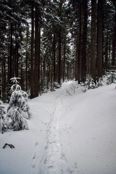 Winterliche Berglandschaft Mit Wald Schnee Und Schmalem Wanderweg Unterhalb Des — Stockfoto
