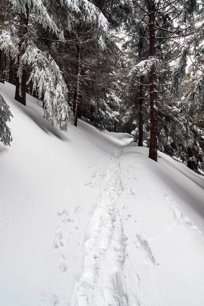 Schneebedeckte Wanderwege Winterwald Unterhalb Des Gipfels Des Lysa Hora Den — Stockfoto