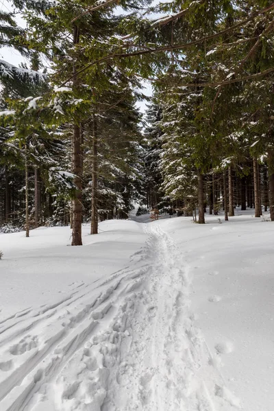 Winterliche Berglandschaft Mit Schneebedecktem Wanderweg Und Bäumen Unterhalb Des Berges — Stockfoto