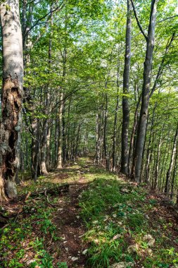 Slovakya 'nın Mala Fatra dağlarındaki Rajeckolesnianska dolina vadisi üzerinde dar yürüyüş yolu olan dağlık yaprak döken orman.