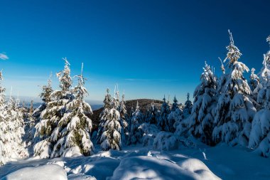 winter scenery with snowcapped small trees, Malchor hill on the background and clear sky bellow Lysa hora hill summit in Moravskoslezske Beskydy mountains in Czech republic