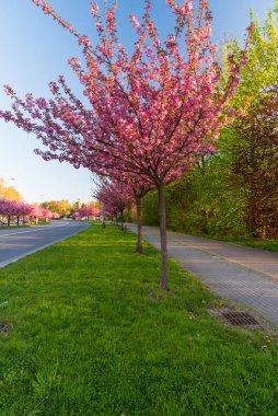 Trida 17 'de çiçek açan sakura ağacı sokağı. Çek Cumhuriyeti' nin Karvina şehrindeki listopadu sokağı.
