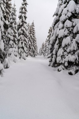 Kar, donmuş küçük ağaçlar ve Ondrejnik tepesi ile yürüyüş yollarını kapatıyordu. Arka planda kar yoktu. Lysa Hora tepesinin altında kışın Çek Cumhuriyeti 'ndeki Moravskoslezske Beskydy Dağları vardı.