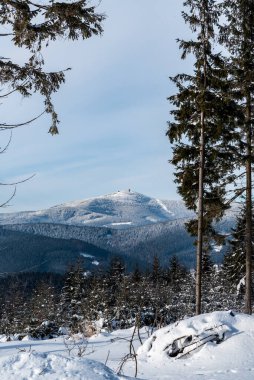 Lysa Hora tepesi, Çek Cumhuriyeti 'nin Moravskosske Beskydy dağlarındaki Moravka köyünün yukarısındaki Okrouhlice tepesi yakınlarındaki ormanlık araziden.