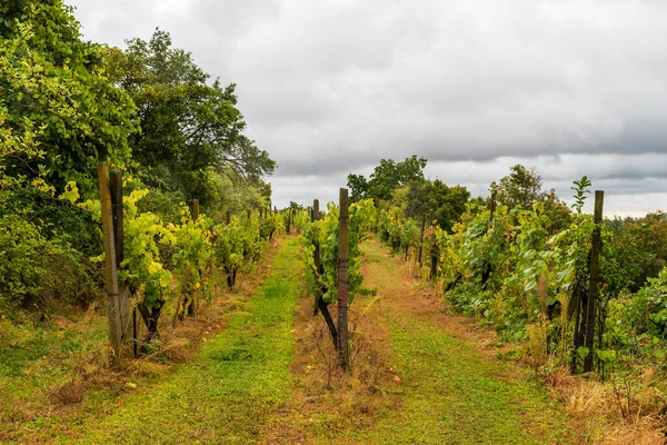 Híres Sobes Szőlőültetvény Felett Dyje Folyó Völgye Podyji Nemzeti Park — Stock Fotó