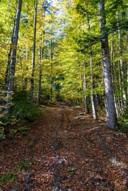 Çek Cumhuriyeti 'nin Moravskosske Beskydy dağlarında düşen yapraklarla kaplı sonbahar ormanı