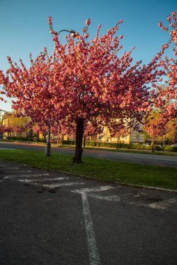 Trida 17 'de çiçek açan sakura ağaçları. Çek Cumhuriyeti' nin Karvina şehrindeki listopadu caddesi.