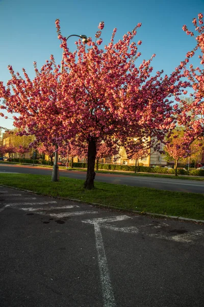 Trida 17 'de çiçek açan sakura ağaçları. Çek Cumhuriyeti' nin Karvina şehrindeki listopadu caddesi.
