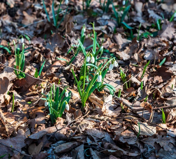 Snowdrops Fallen Leaves Npr Polanska Niva Protected Area Chko Poodri — Stock Photo, Image