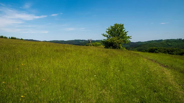 Grasveld Met Hertenstal Geïsoleerde Boom Heuvels Achtergrond Boven Nedasova Lhota — Stockfoto