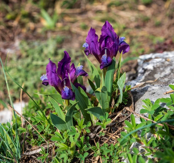 Flowering Iris Pumila Plant Kocici Skala Palava Mountains Czech Republic — Stock Photo, Image