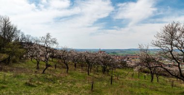 Çiçek açan ağaçlar Turold Tepesi 'nin altında Mikulov kasabası ve Çek Cumhuriyeti' nin arka planında şatosu olan ağaçlar.