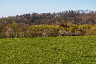 Çekoslovakya 'nın Vendryne köyü yakınlarında açık gökyüzü olan güzel bahar gününde yaprak döken ormanlarla kaplı tepeli çayır.