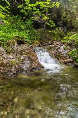 Slovakya 'nın Low Tatras dağlarındaki Vyvieranie vadisinde havuz körüğü olan küçük şelale.