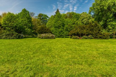 İlkbahar halk parkı çayır, çiçek açan rhododendronlar, ağaçlar ve mavi gökyüzü - Çek Cumhuriyeti 'nin Karvina şehrindeki Park Bozeny Nemcove