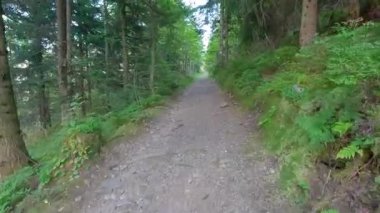 Polonya 'daki Beskid Slaski dağlarında Barania Gora ve Koniakow arasındaki ağaçta mavi işaretli yürüyüş parkurunda