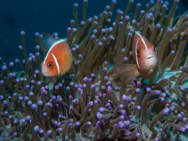 Deniz anemon anemon balık