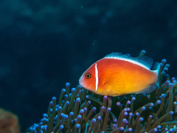 Peixe anêmona com anêmona marinha — Fotografia de Stock