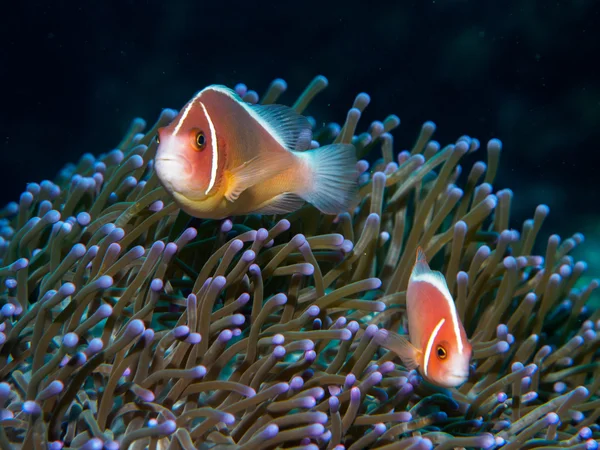 Anemone fish with sea anemone — Stock Photo, Image