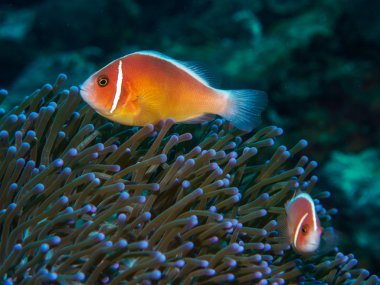 Deniz anemon anemon balık