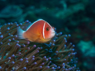 Deniz anemon anemon balık