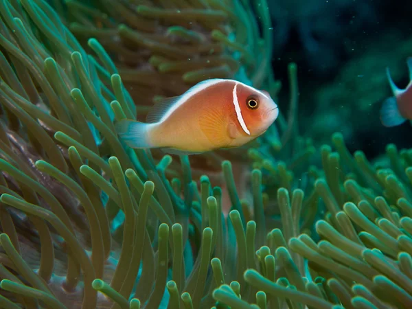 Anemoon vissen met zeeanemonen — Stockfoto