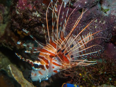 Lionfish deniz altında
