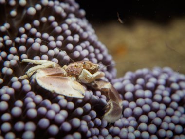 Deniz altında Yengeç