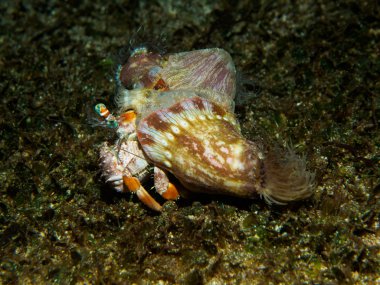 Deniz altında Yengeç