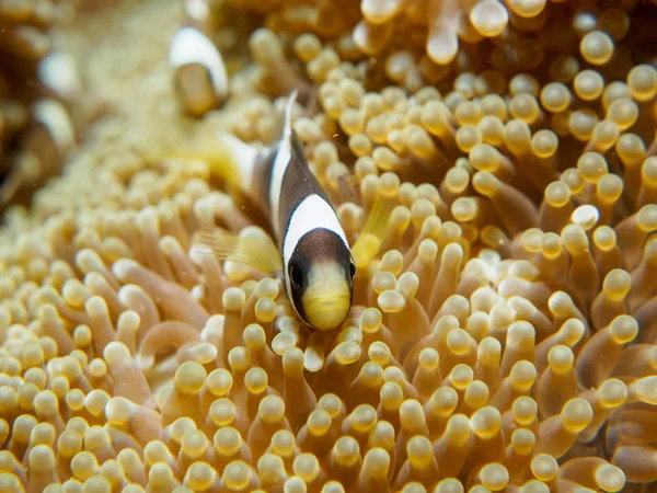 anemone fish with sea anemone