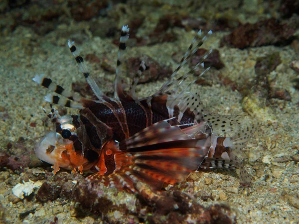 Lionfish sob o mar — Fotografia de Stock