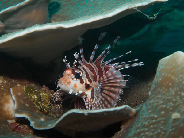 海の下でミノカサゴ — ストック写真